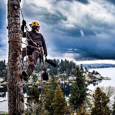 mediagallery-treeserviceredding