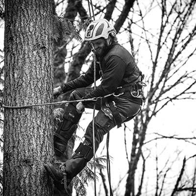 Tree Removal